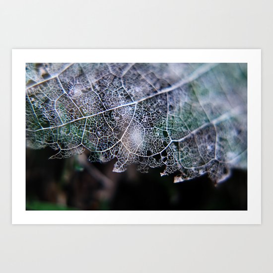 Nature's Lace Art Print