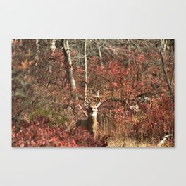Autumn Buck Canvas Print