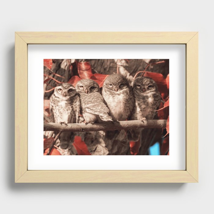 The owl's Recessed Framed Print