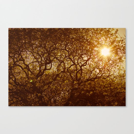 Shining through the trees Canvas Print