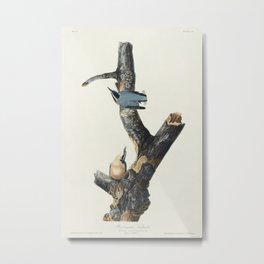 Red-breasted Nuthatch from Birds of America (1827) by John James Audubon etched by William Home Liza Metal Print | Illustration, Sketch, Bird, Birdsofamerica, Drawing, America, Johnjamesaudubon, Handdrawing, Nuthatch, Antique 