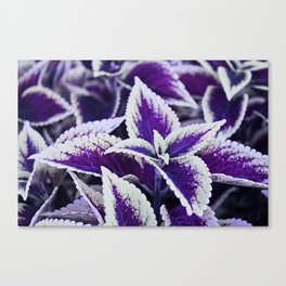 Purple Coleus Plant Close Up Canvas Print