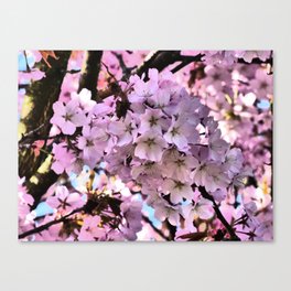 Spring Pink Cherry Blossom in I Art Canvas Print