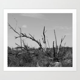 Black and white fallen tree on the trail Art Print