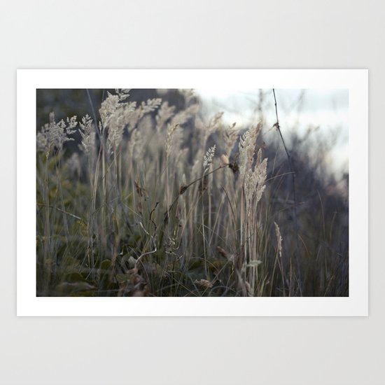 grasses Art Print