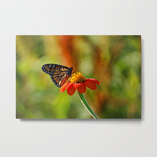 Monarch Butterfly #2 Metal Print