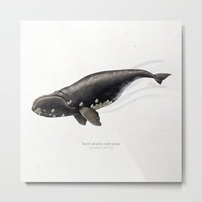 North atlantic right whale scientific illustration art print Metal Print