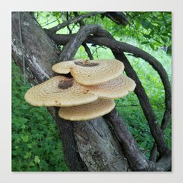 Dryad's Saddle Canvas Print