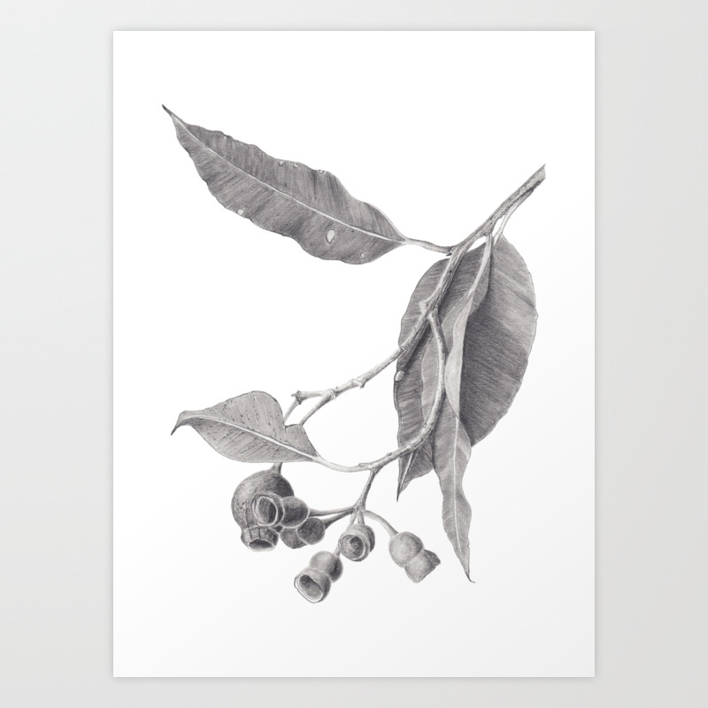 Gum Tree Branch Graphite Pencil Drawing Art Print By Zoya Art