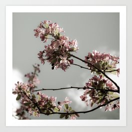 Pink Blossoms on a Muted Gray Sky Art Print | Color, Pink, Cloud, Soft, Tree, Flowers, Photograph, Floral, Blossom, Blossoms 