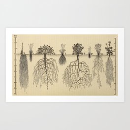 Botanical Roots Art Print