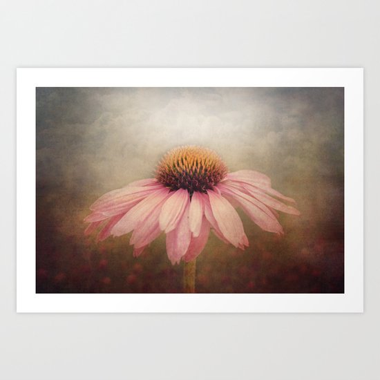Coneflower Art Print