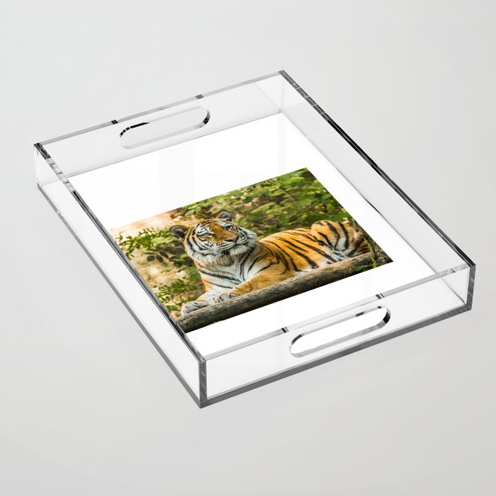 Tiger in the nature Acrylic Tray