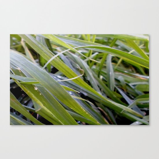 water and greenery Canvas Print