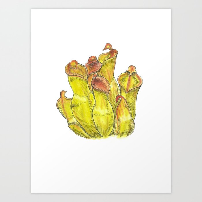 Sun Pitcher Plant Art Print