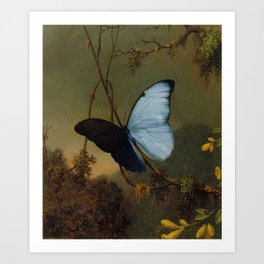 Blue Morpho Butterfly 1865 By Martin Johnson Heade | Reproduction Art Print