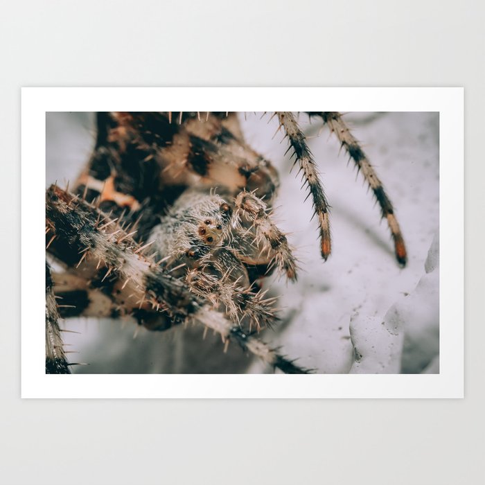 The Spider in the Doorway Photograph Art Print