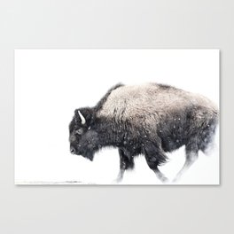Bison in Yellowstone National Park Canvas Print