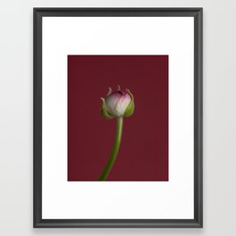 Ranunculus Bud Framed Art Print