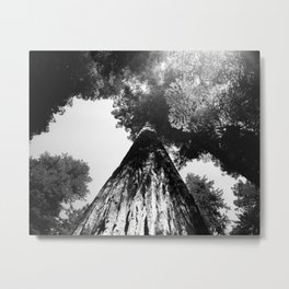 REDWOOD - Fuji Acros 100 - 4x5" film Metal Print | Film, Photo, Fujiacros100, Black and White, Filmphotography, Redwood, Fuji, Largeformat 