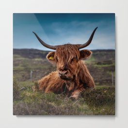 Scottish Highland Cow | Scottish Cattle | Cute Cow | Cute Cattle 03 Metal Print