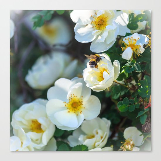 Working bee Canvas Print