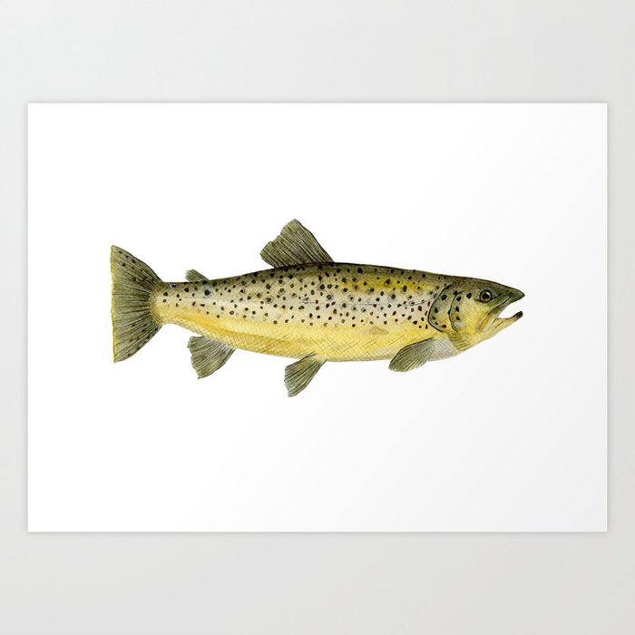 Brown Trout Art Print By Trinitymitchell Society6