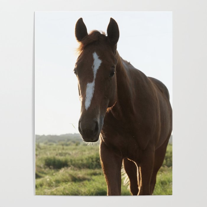 Brown Filly Foal Horse Portrait Poster