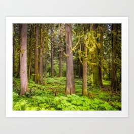 Forest and Moss Art Print