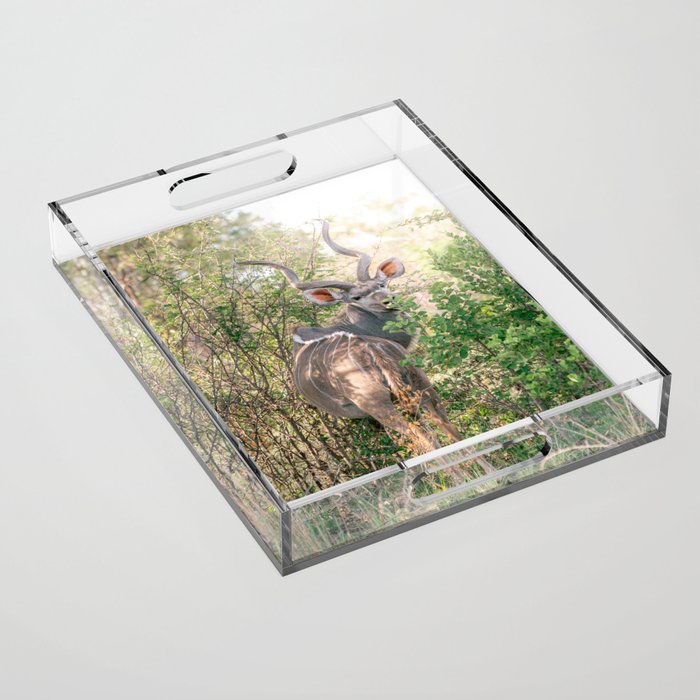 Kudu in the wilderness | Travel Photography | South Africa Acrylic Tray