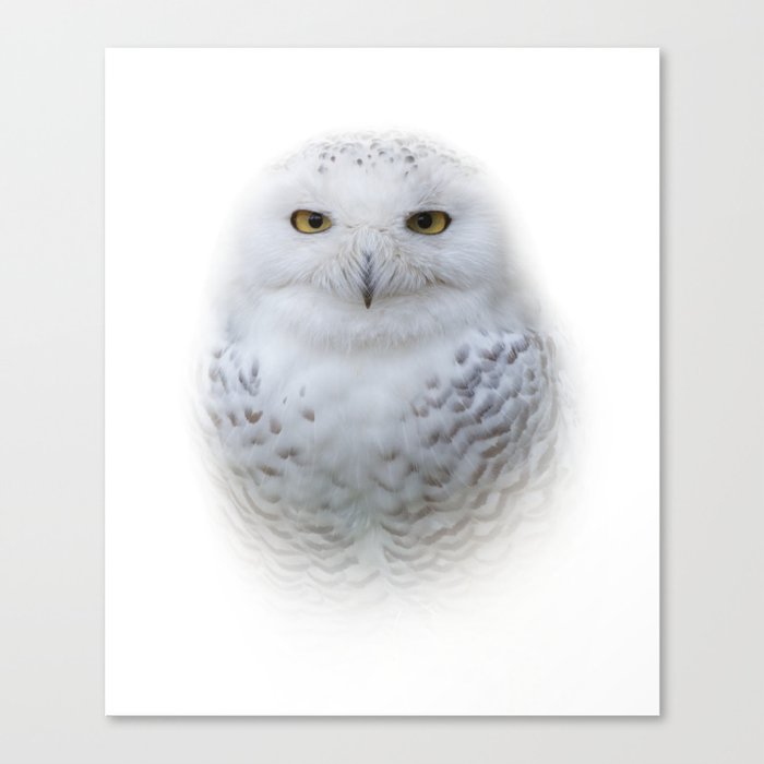 Dreamy Encounter with a Serene Snowy Owl Canvas Print