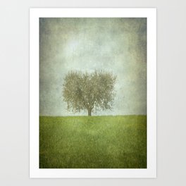 The Lone Olive Tree Art Print