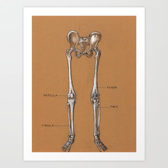 Jesse Young S Human Anatomy Drawing Of Skeletal Structure Of The Lower Body Circa 2005 Art Print By Jesse Young Society6