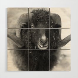 The black sheep, black and white photography Wood Wall Art