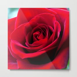RED ROSE Metal Print | Roseleaves, Redroses, Blossoms, Still Life, Lovers, Color, Nature, Roses, Flowers, Photo 