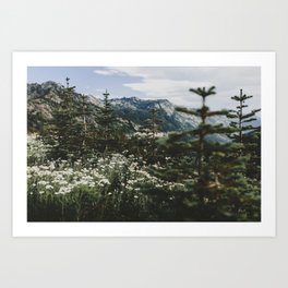 Mount Rainier Summer Wildflowers Art Print