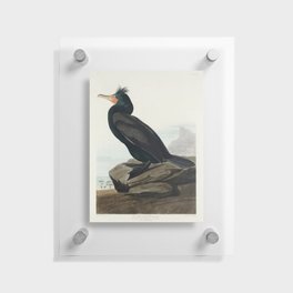 Double-crested Cormorant from Birds of America (1827) by John James Audubon  Floating Acrylic Print