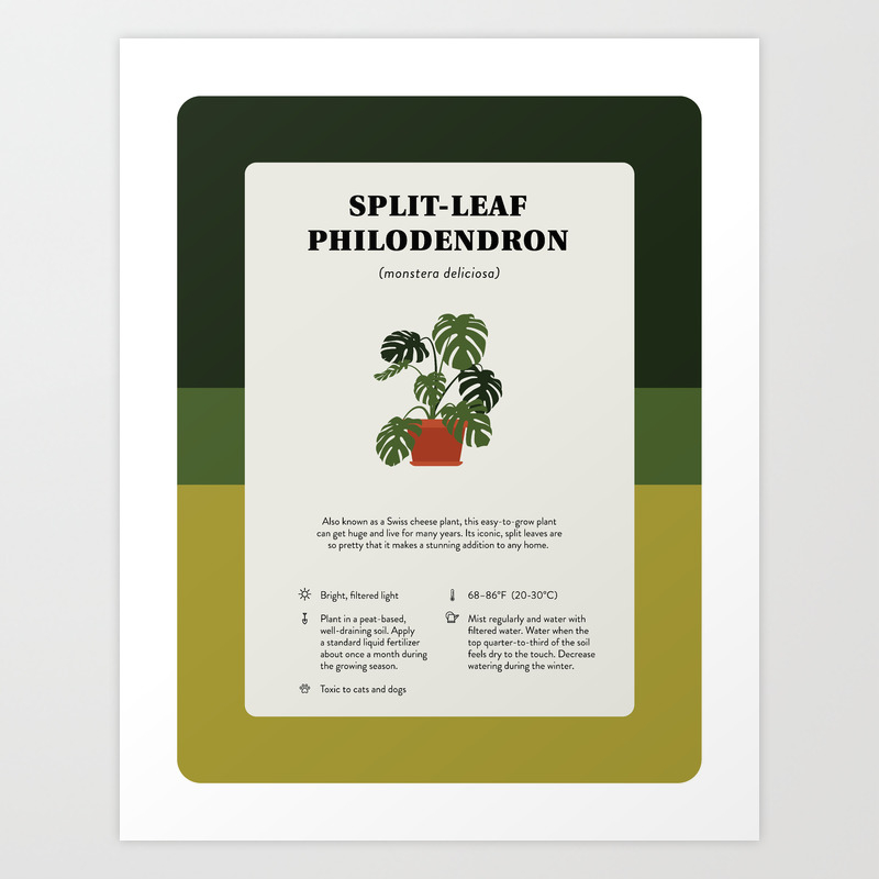 Split Leaf Philodendron Care Art Print By Alberts5 Society6