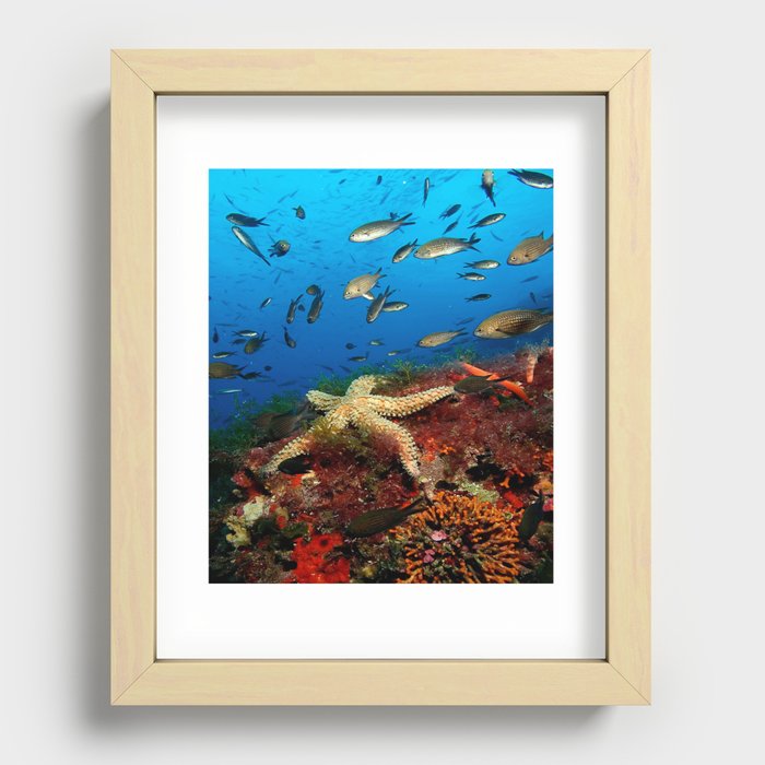 Sea Fish Recessed Framed Print
