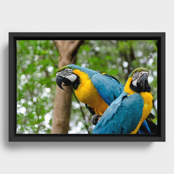 Macaws Framed Canvas