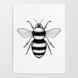 Bee illustration Poster