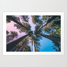 Look Up - Sequoia National Park Art Print