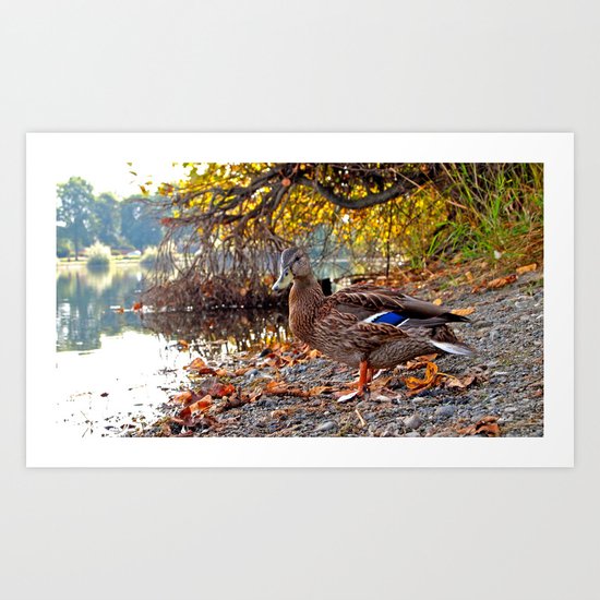 Autumn duck Art Print