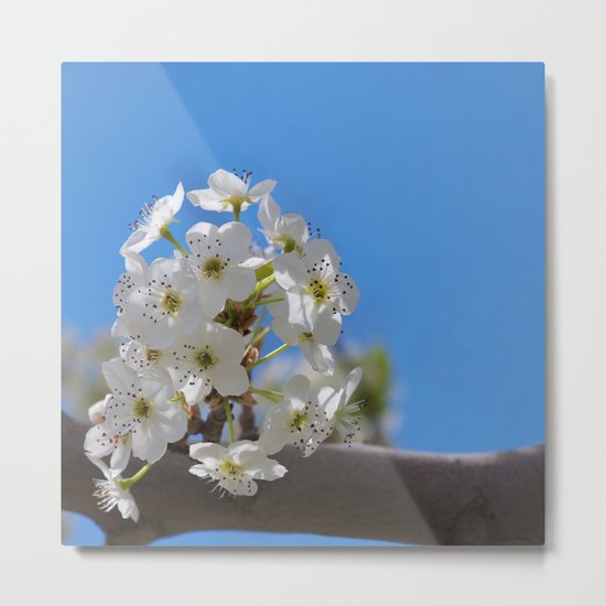 Spring Blossoms - IV Metal Print