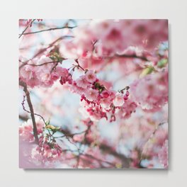 Cherry Blossom, Sakura Flower Metal Print | Aesthetic, Blossom, Blanket, Sakura, Asia, Cute, Tapestry, Photo, Cherryblossom, Petals 