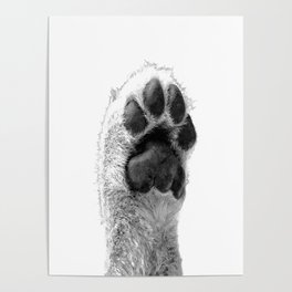 Black and White Dog Paw Poster