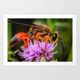 Great Golden Digger Wasp and Thistle II. Macro Photograph Art Print