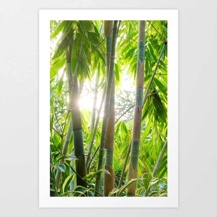 Sun through the Tropical Trees Photograph  Art Print