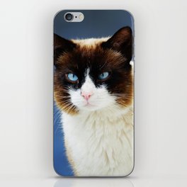 Blue eyed cat portrait | Pretty kitty in Capri, Italy | Mediterranean eyes fluffy cat iPhone Skin