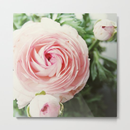 Pink Ruffles Metal Print
